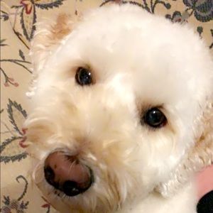 Meet your Posher, Tanner